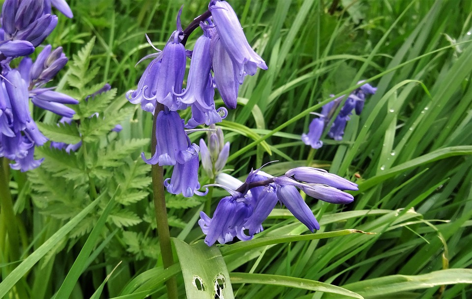 Close view of bluebells surrounded by green leaves