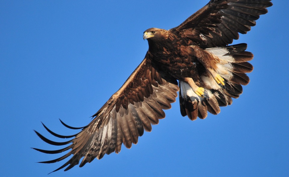 Use birdwatching binoculars when looking for golden eagles