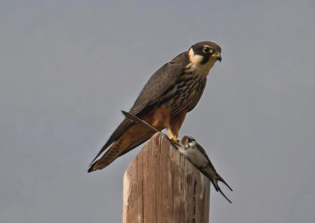 Use birdwatching binoculars when looking for birds of prey