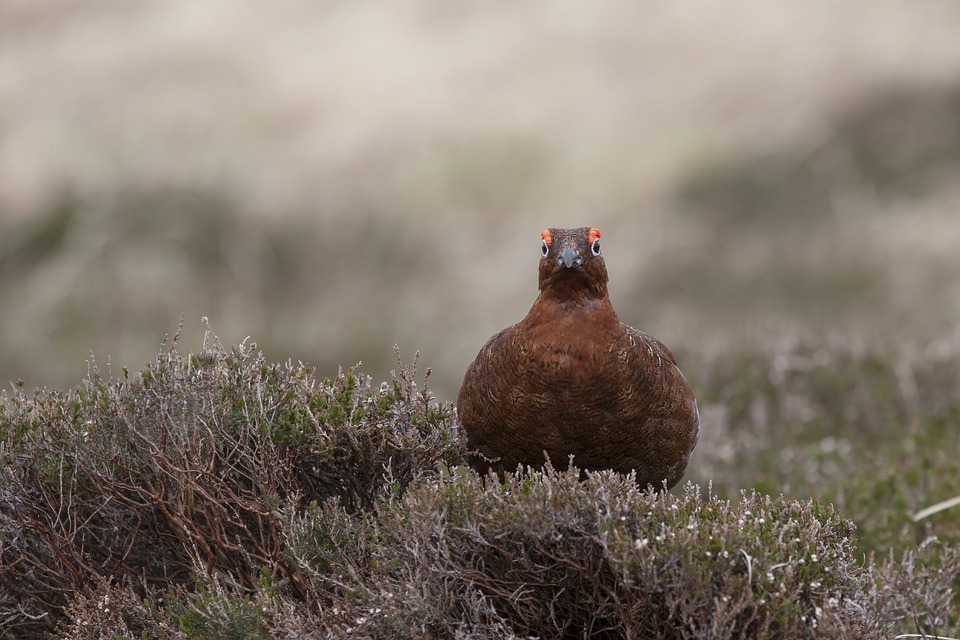 Red grouse in Britain