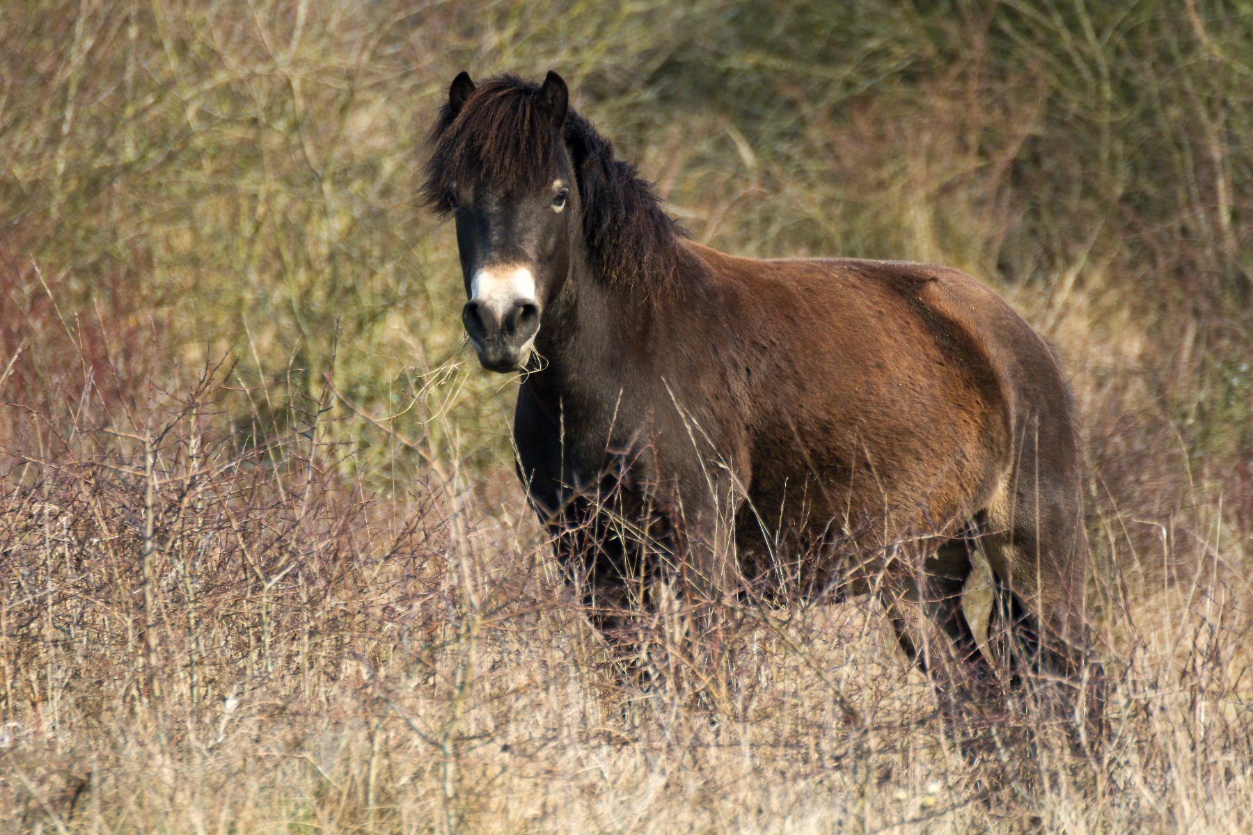 a brown exmoor pony standing on the moor